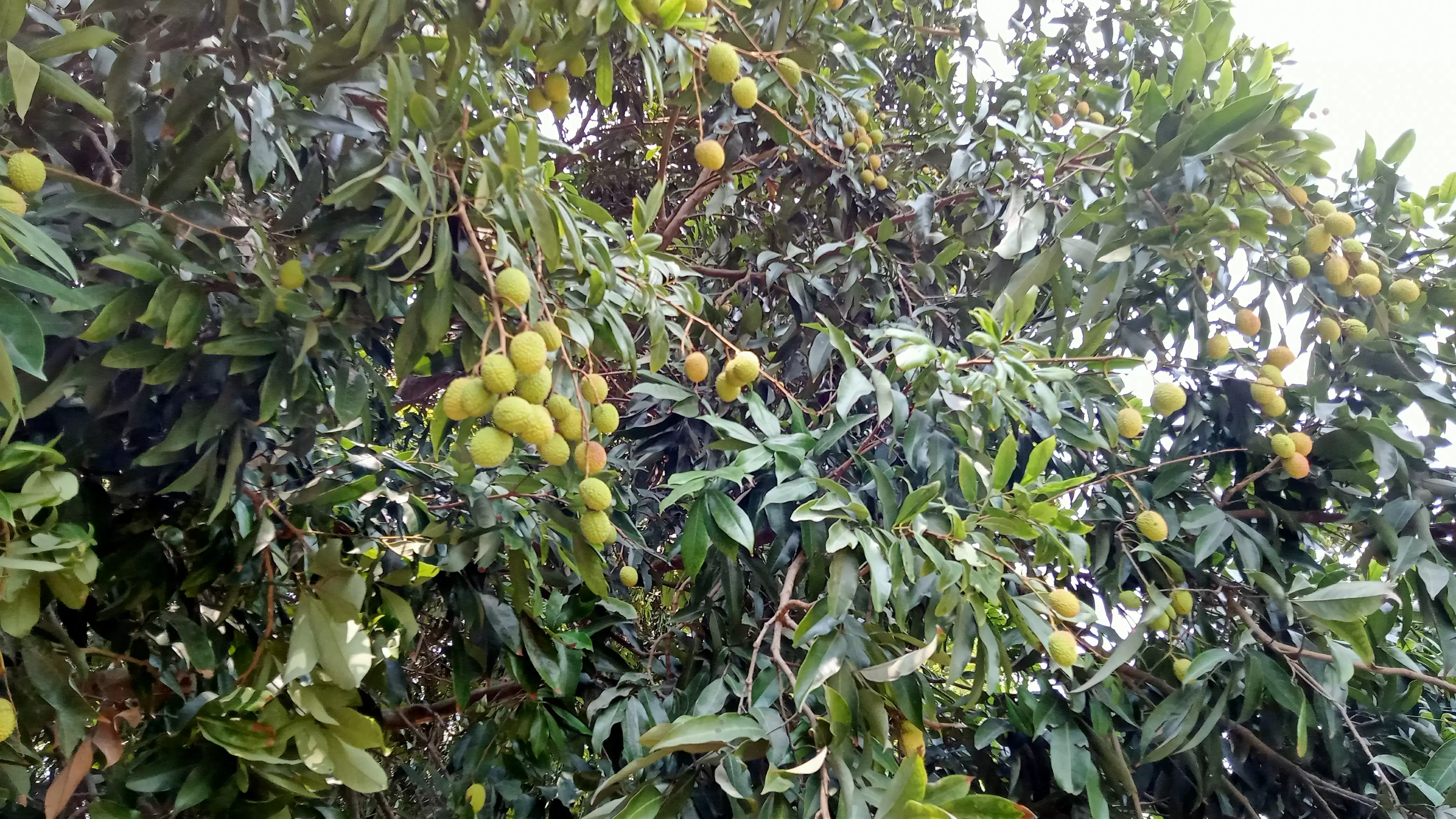 लीची के हब में पड़ी प्रकृति की मार, पेड़ पर कम लदे फल अब टूटकर हो रहे हैं बर्बाद