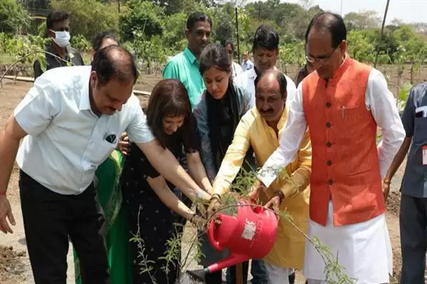 CM चौहान ने पीपल, केसिया और गूलर के पौधे रोपे