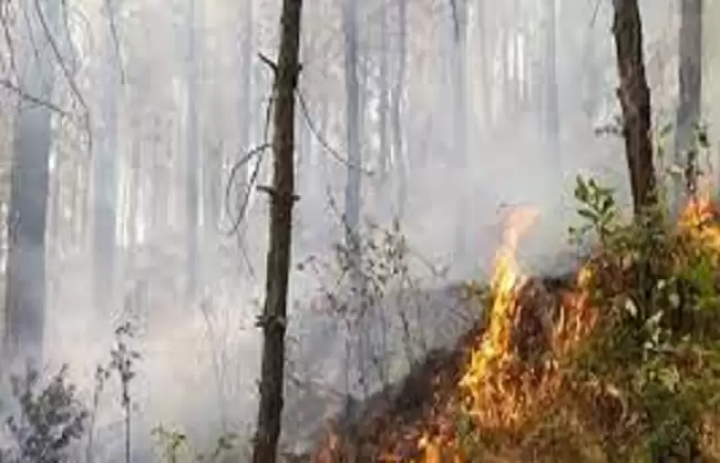 उत्तराखंड वनाग्नि: 31 स्थानों पर लगी आग, 260 हेक्टेयर जंगल जला