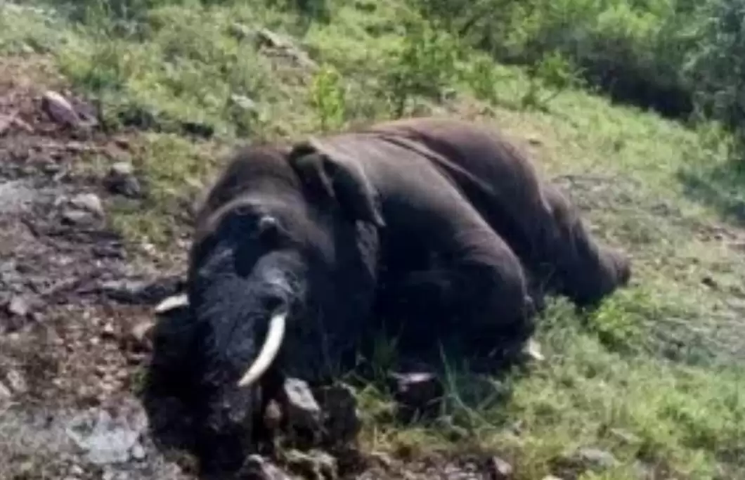 केरल के जंगल में मृत मिला हाथी