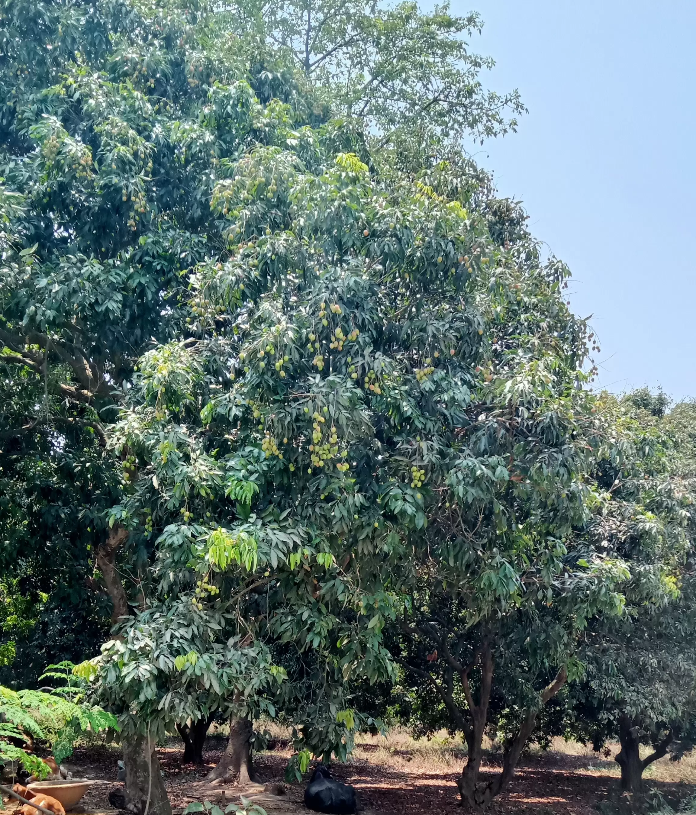 लीची के हब में पड़ी प्रकृति की मार, पेड़ पर कम लदे फल अब टूटकर हो रहे हैं बर्बाद