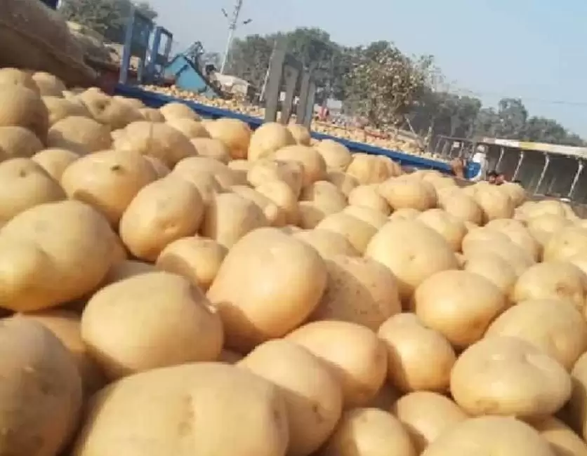 मप्रः विदेश में भी लोकप्रिय है इंदौर का शुगर-फ्री आलू