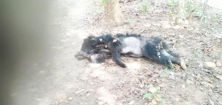 राजनांदगांव : शिकारियों द्वारा लगाए गए फंदे में मादा भालू की फंसकर हुई मौत