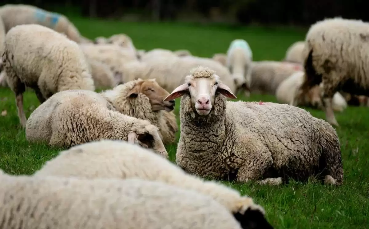 Sheep Farming Business