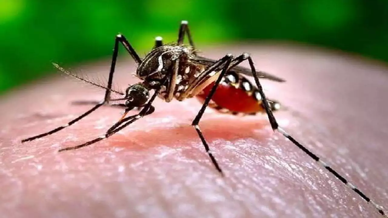 dengue mosquito tension