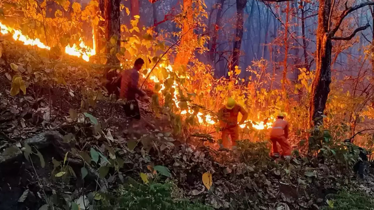  forest fire