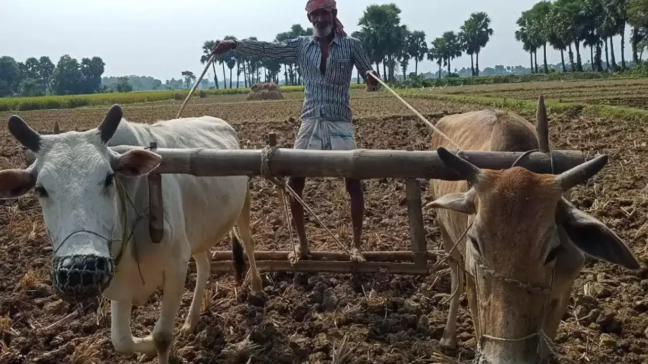 Agriculture INDIA