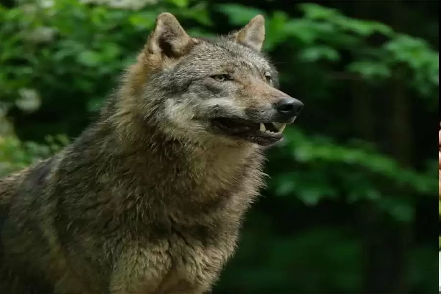 Wolf attack