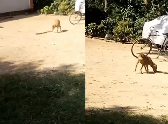 dog snake fight