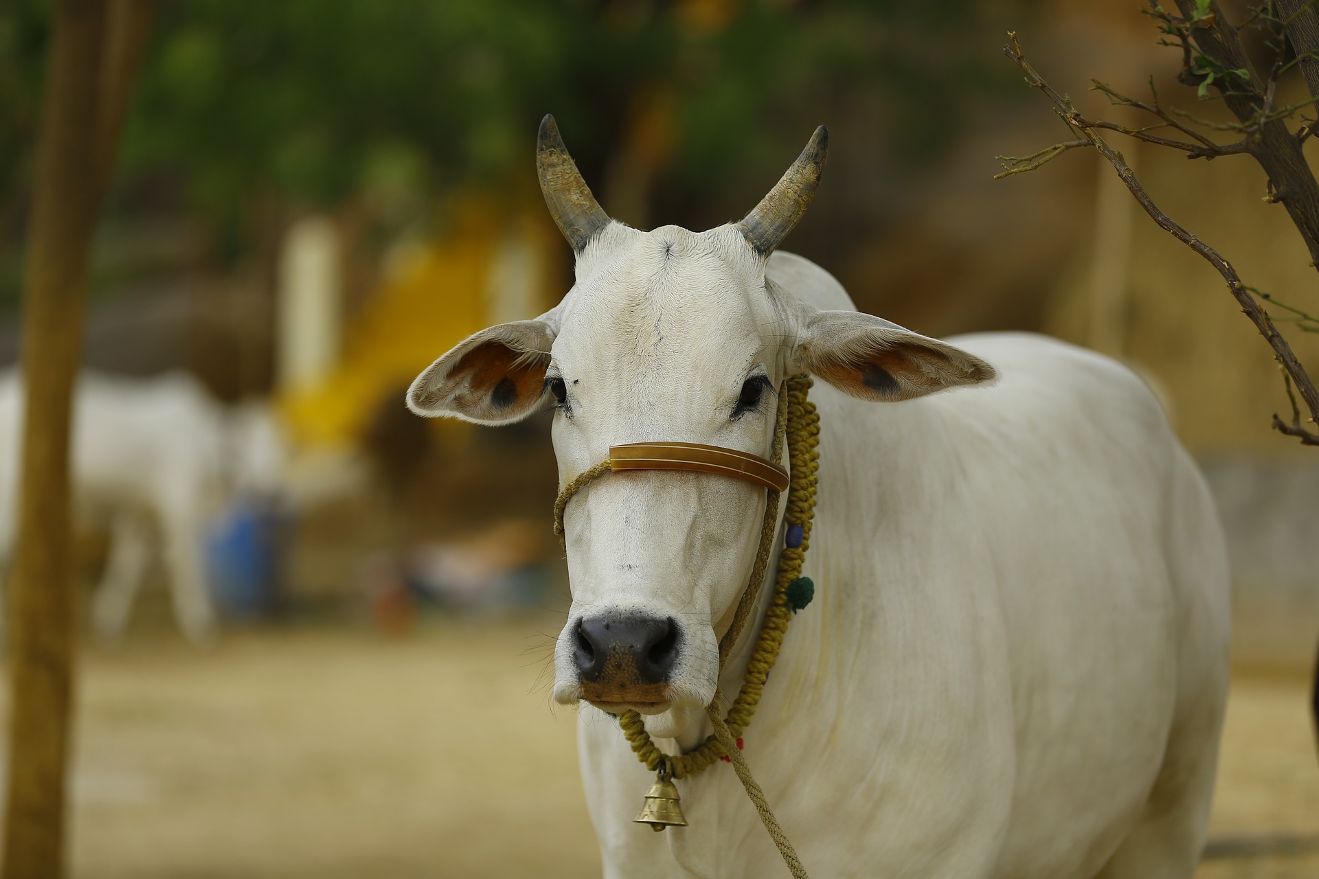 गाय के गोबर से रेडिएशन रोकने का दावा, राष्ट्रीय कामधेनु आयोग ने बनाई चिप