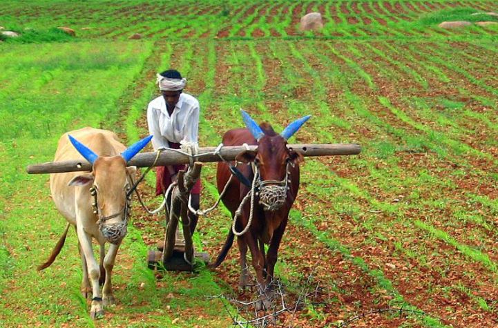 farmer