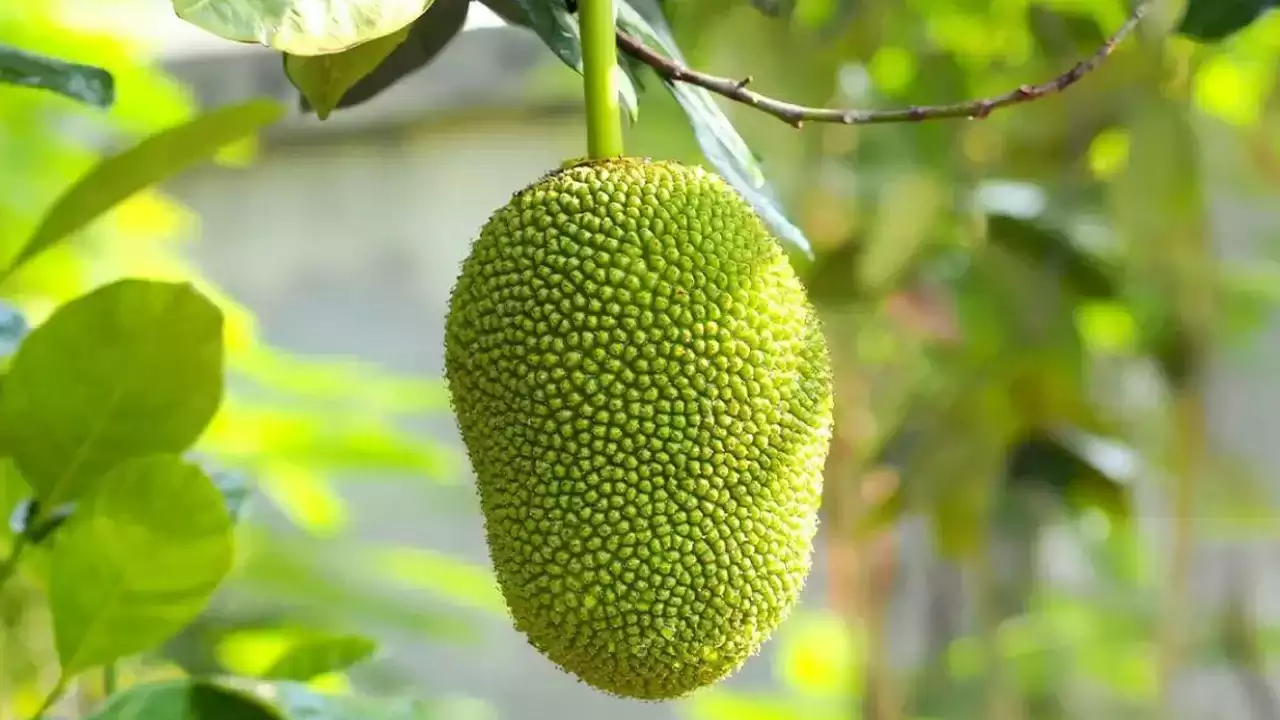 Jackfruit