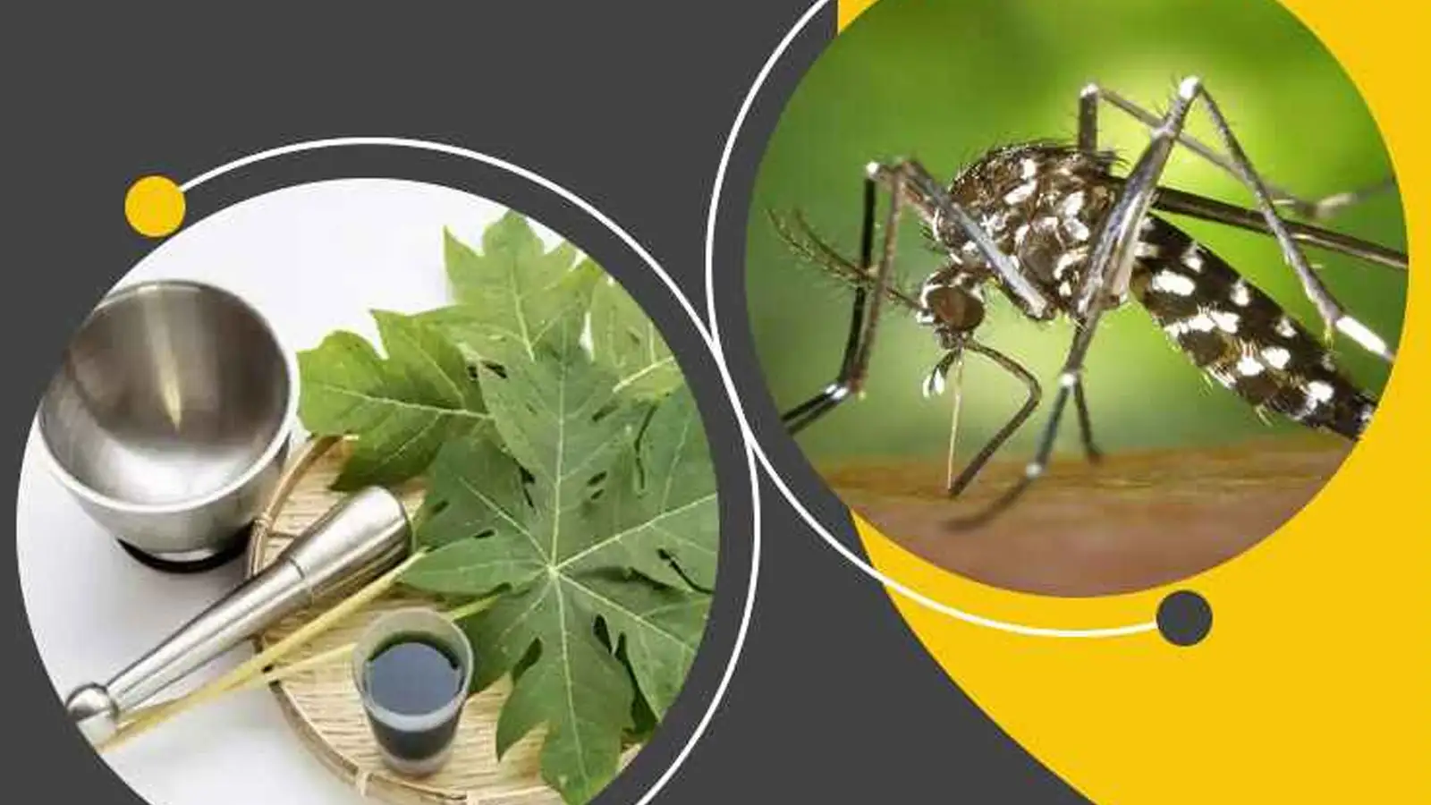 Dengue Ayurvedic Remedies