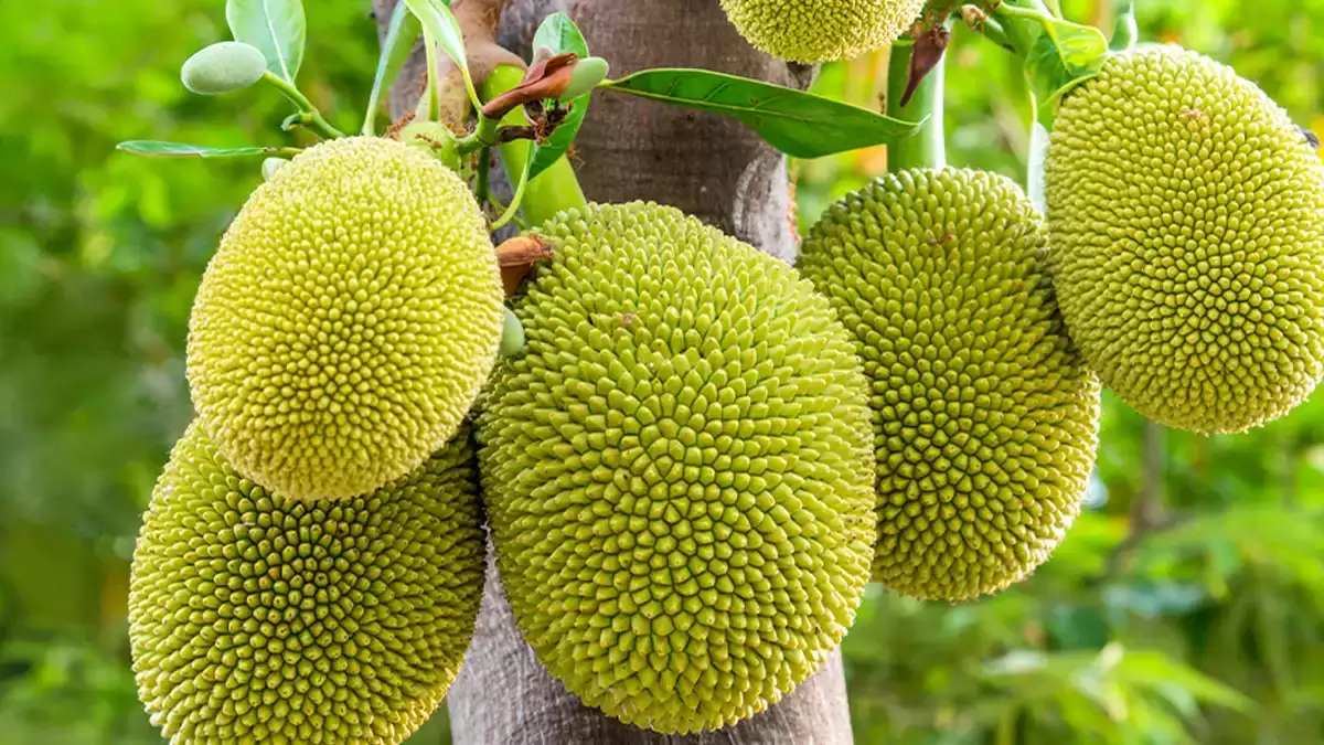 Side Effects OF Jackfruit