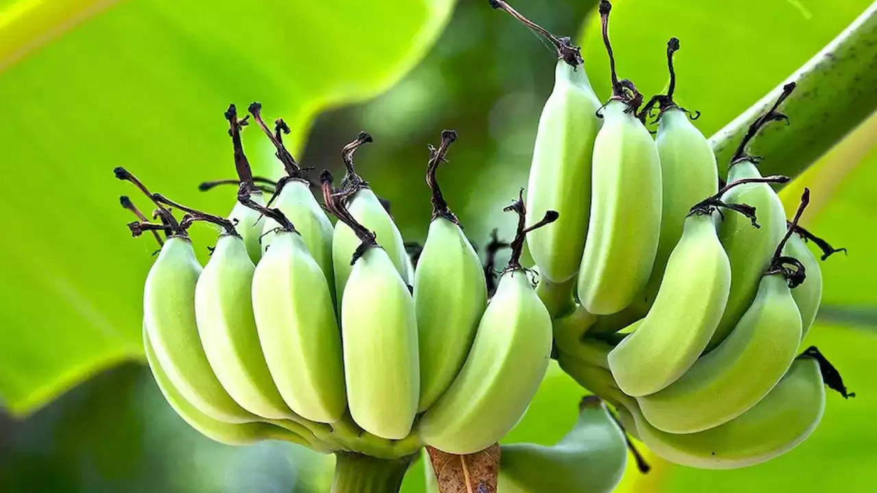 health benefits of eating banana stems